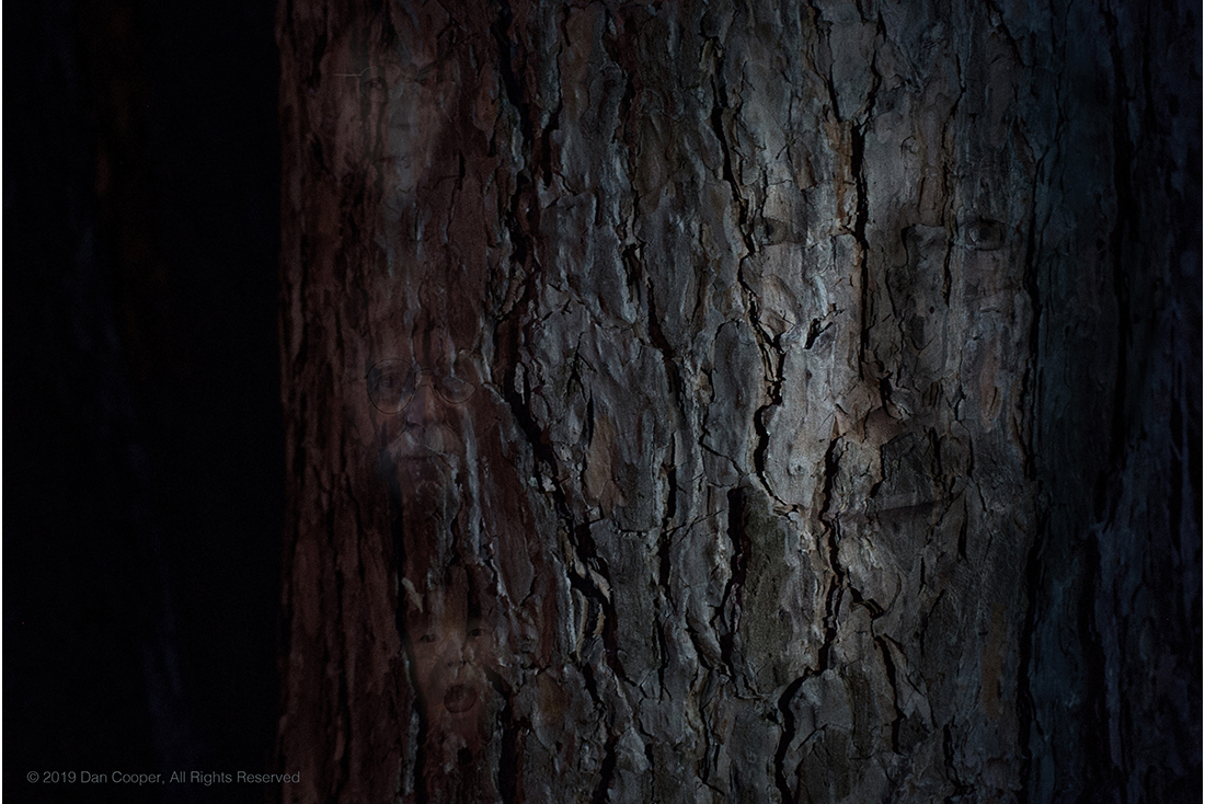 Garfield Park Tree Bark Faces